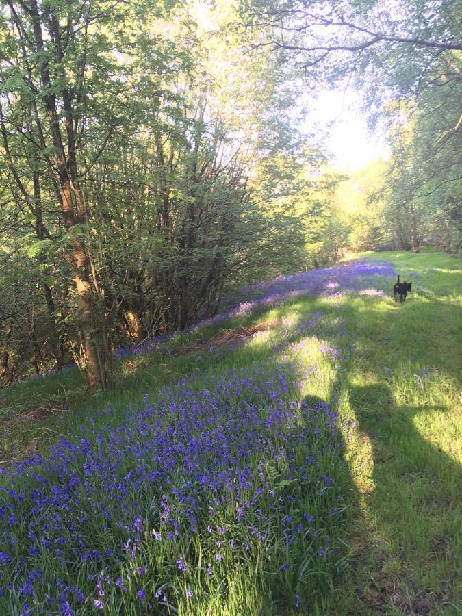 Belan Bluebell Woods Shepherds Hut Llanidloes Kültér fotó